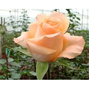 Роза "День королевы"(Queens day)